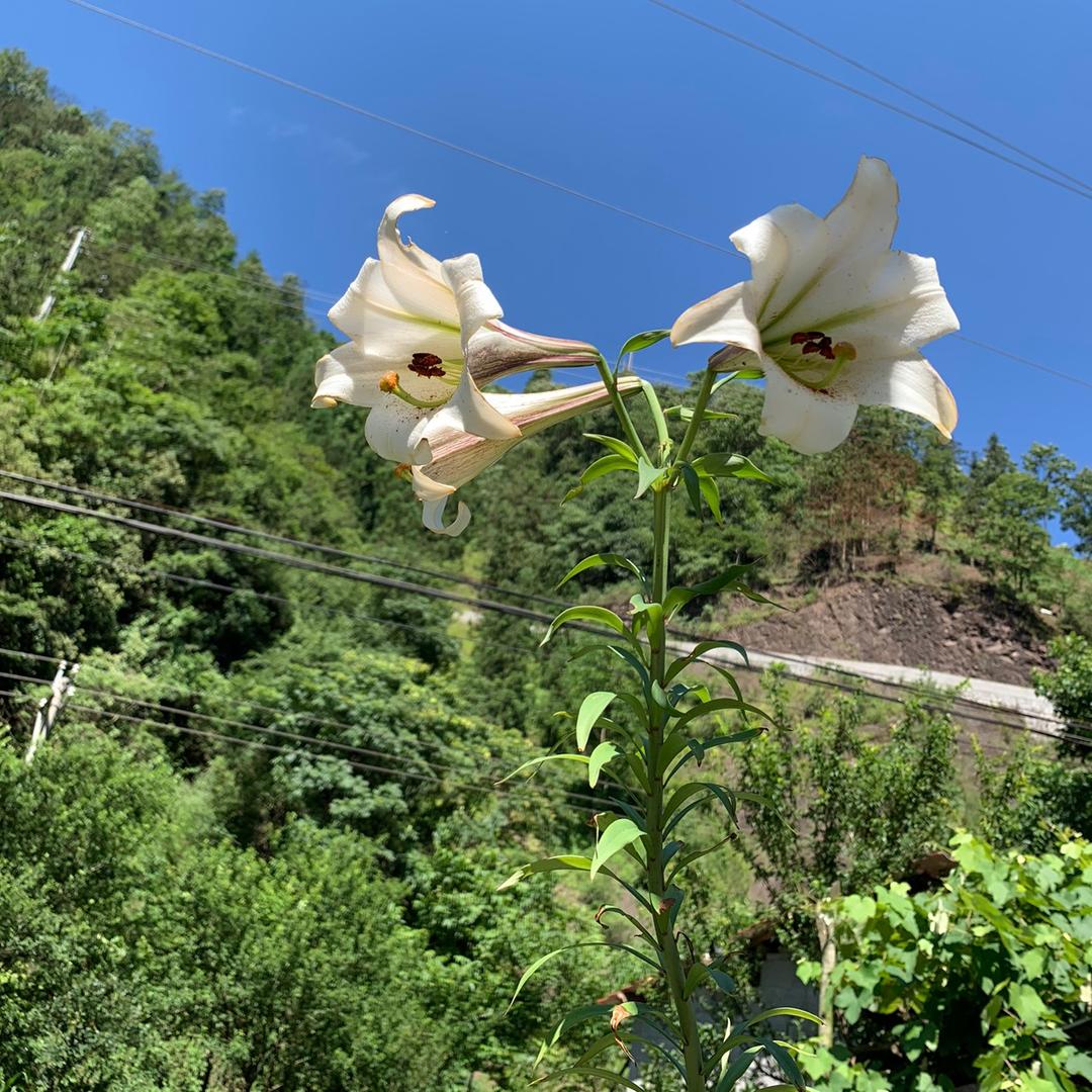 ღ᭄ꦿ 往 事 归 零এº᭄এ