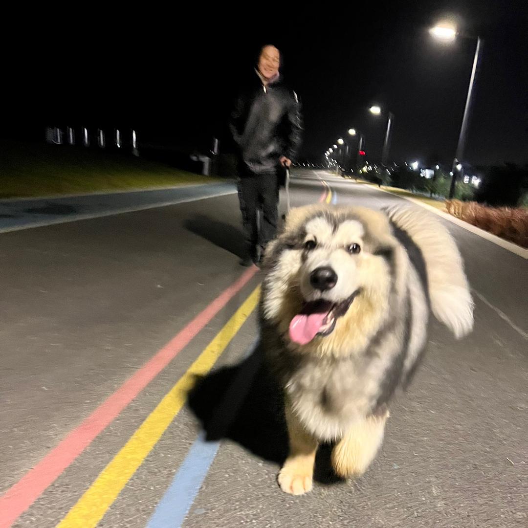 阿拉大傻