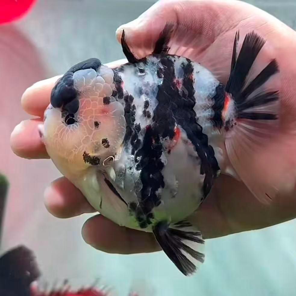 姜金茜观赏鱼