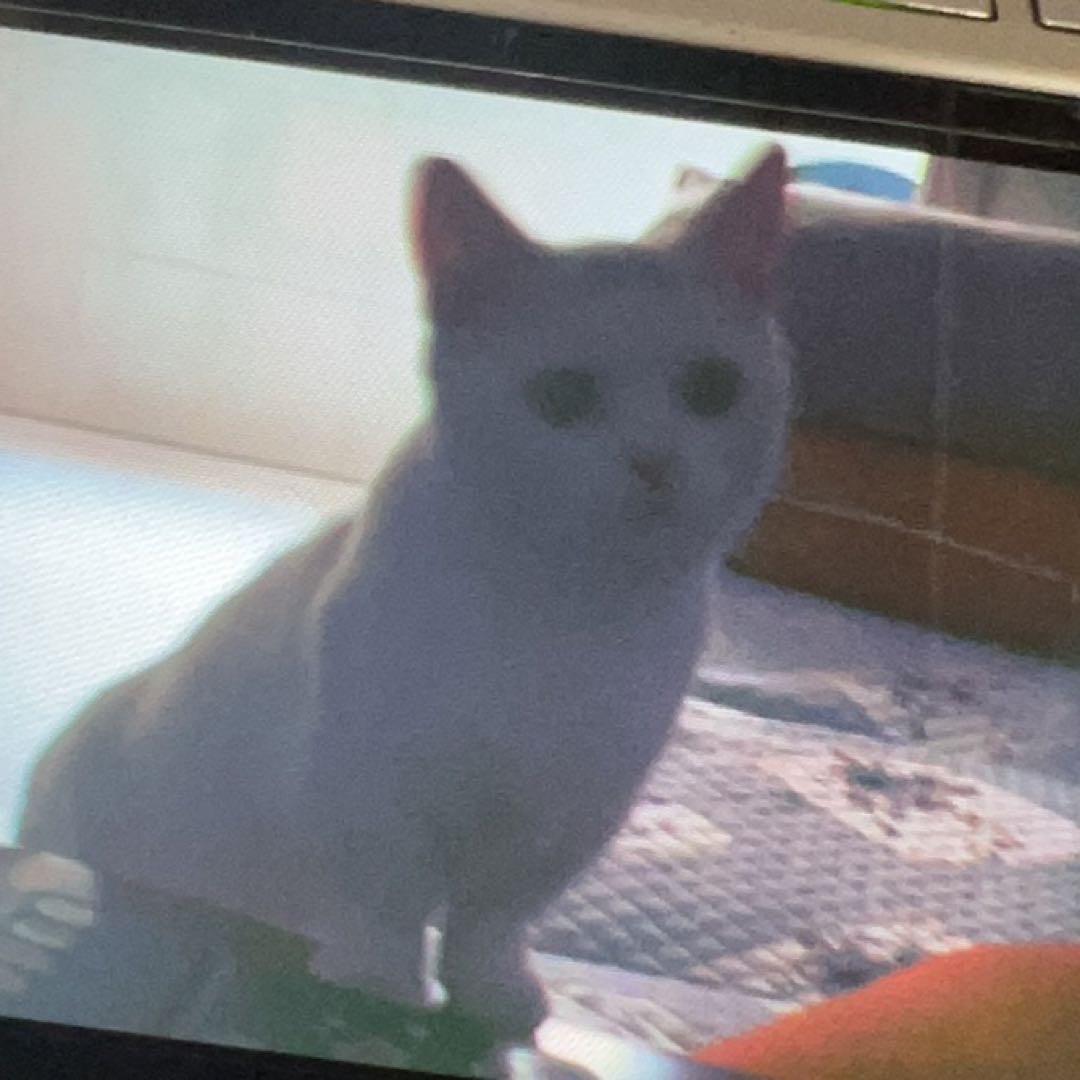 小猫鬼