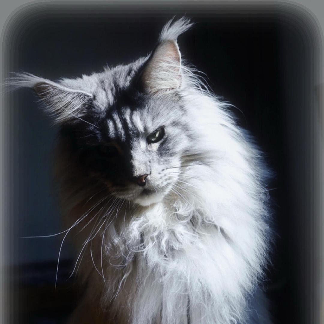 B哥的缅因猫