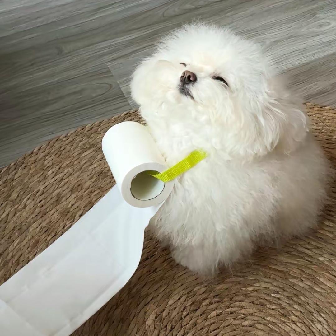安布理沃ball.🐶