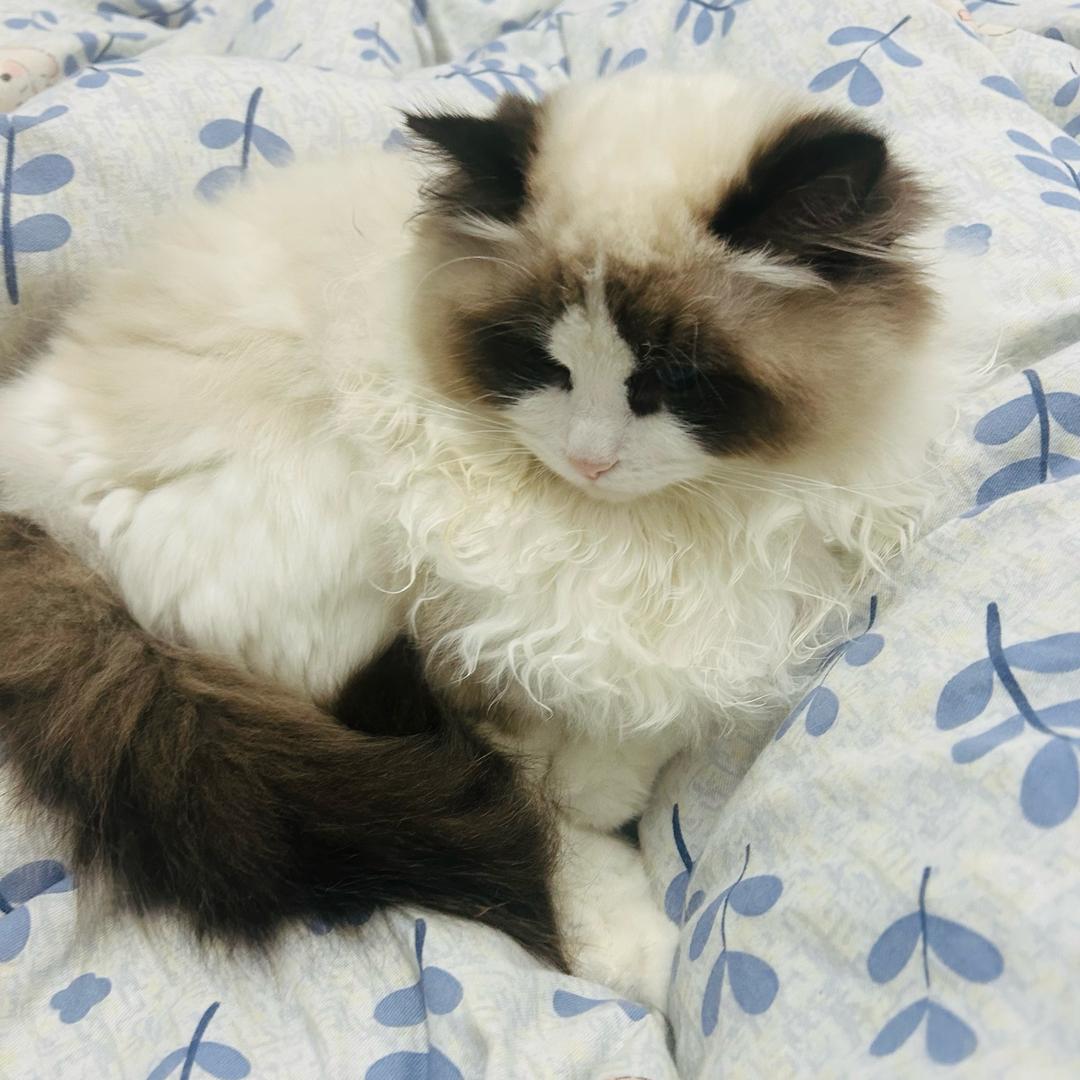 小妖