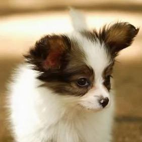 气宇轩昂马小跳🎈