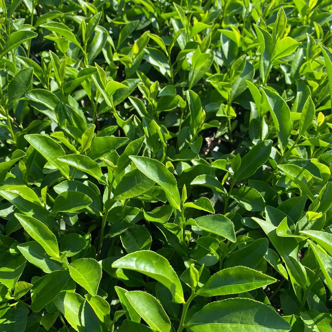 🍵茶ｙｉ