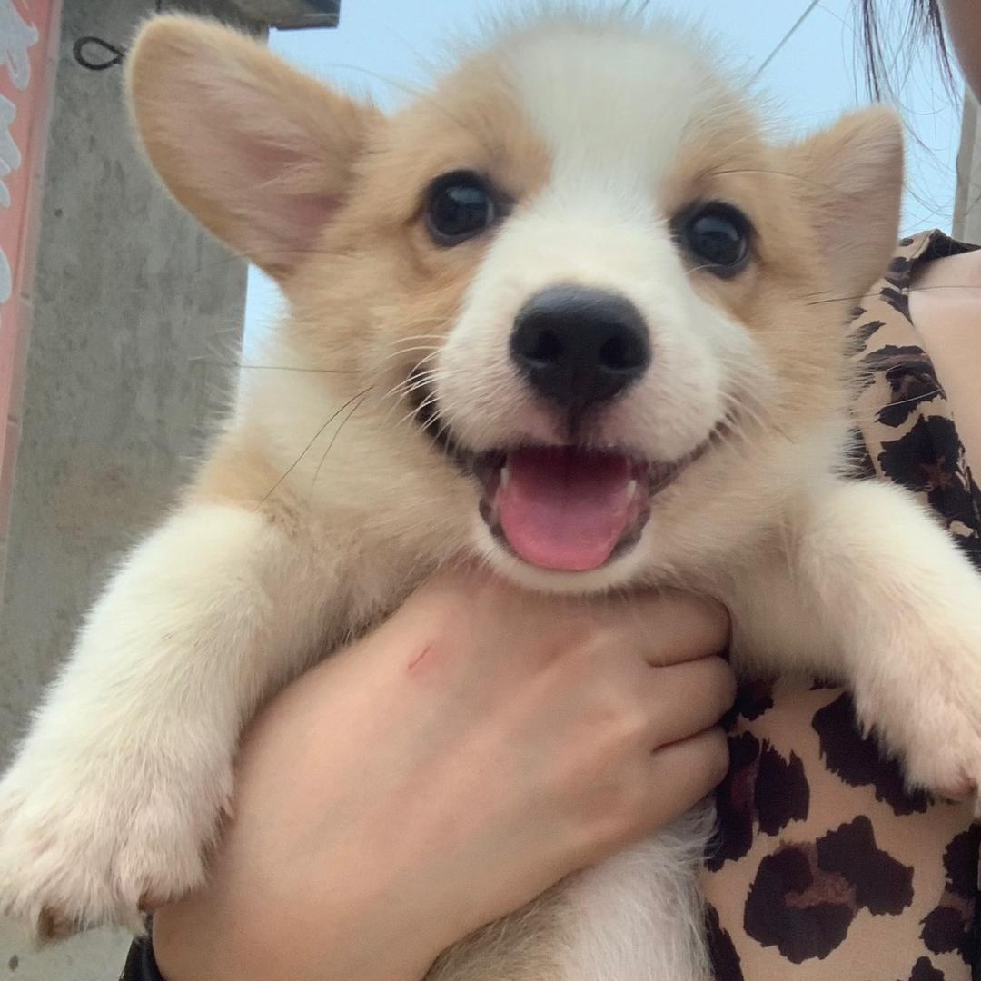 小月家的狗