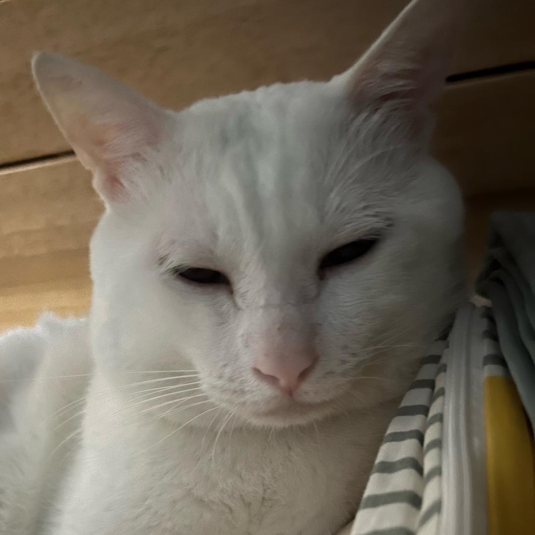 东东电竞考官白龙猫（三角洲行动）