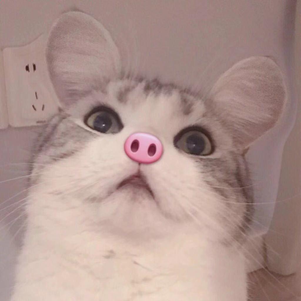 凶猪佩奇