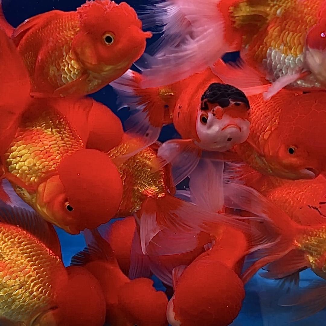 鱼你有缘水族馆