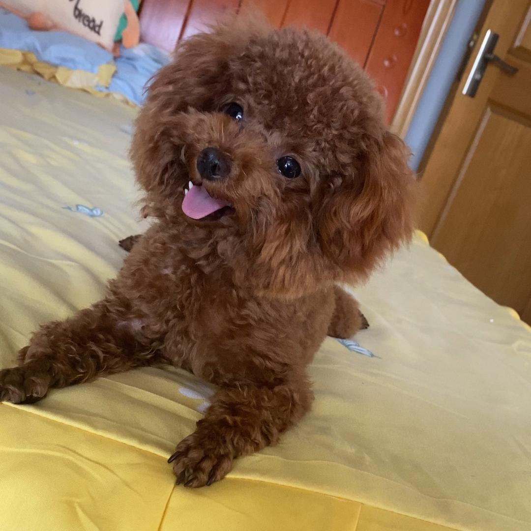 我有三只小泰迪