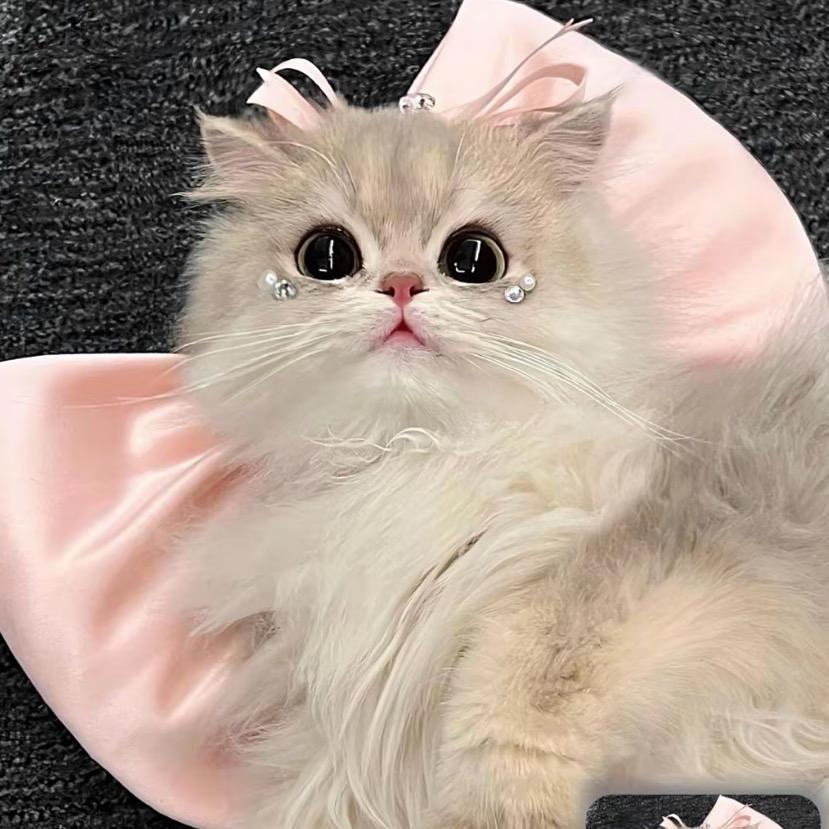 昭昭的猫