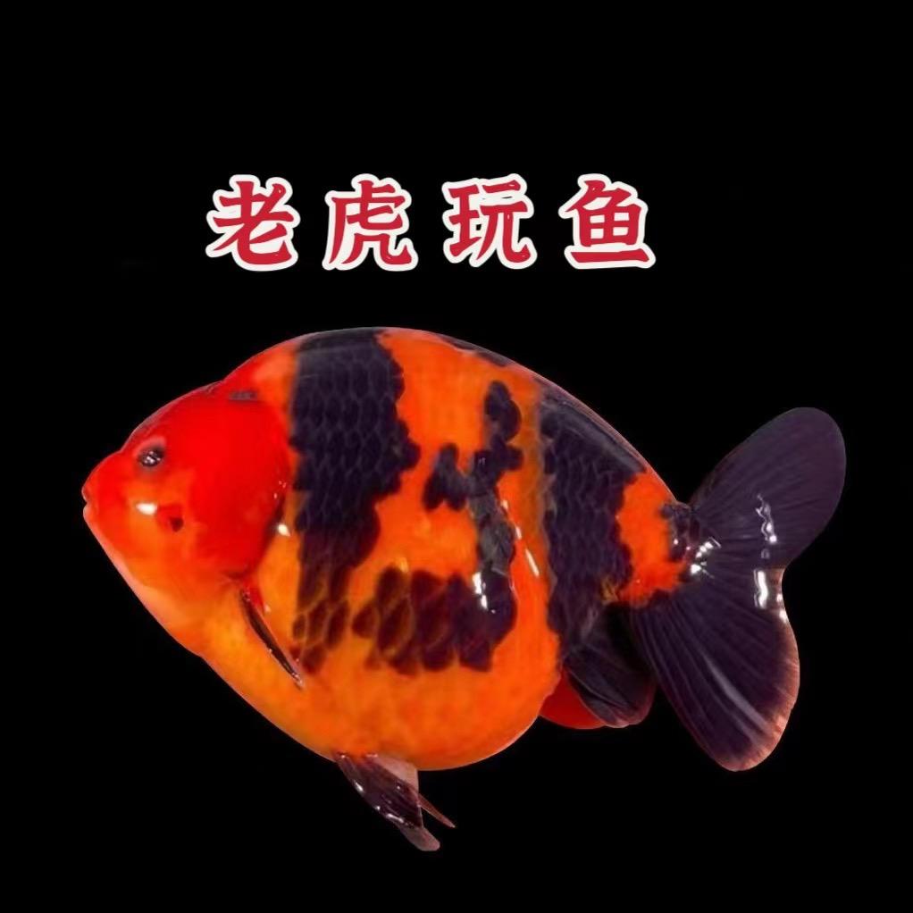 老虎玩鱼。