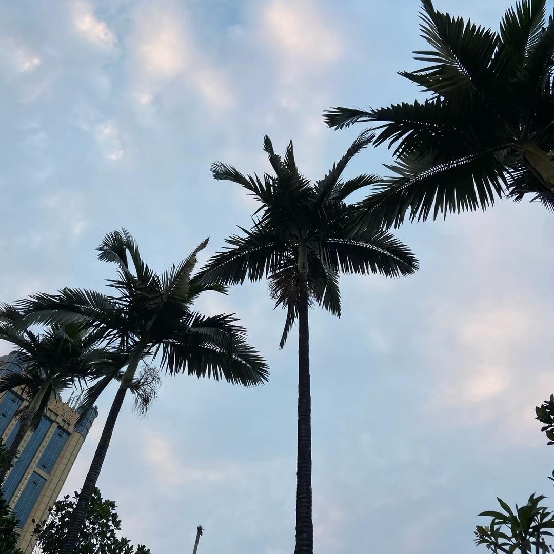 隔壁酒馆的老猫