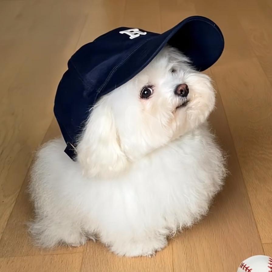 椰椰蛋卷🥥