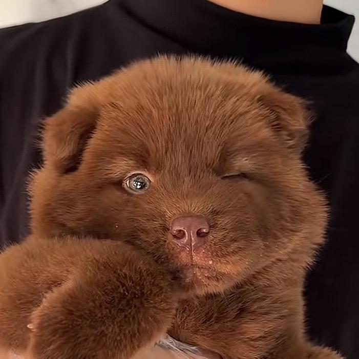 不吃牛趴乎
