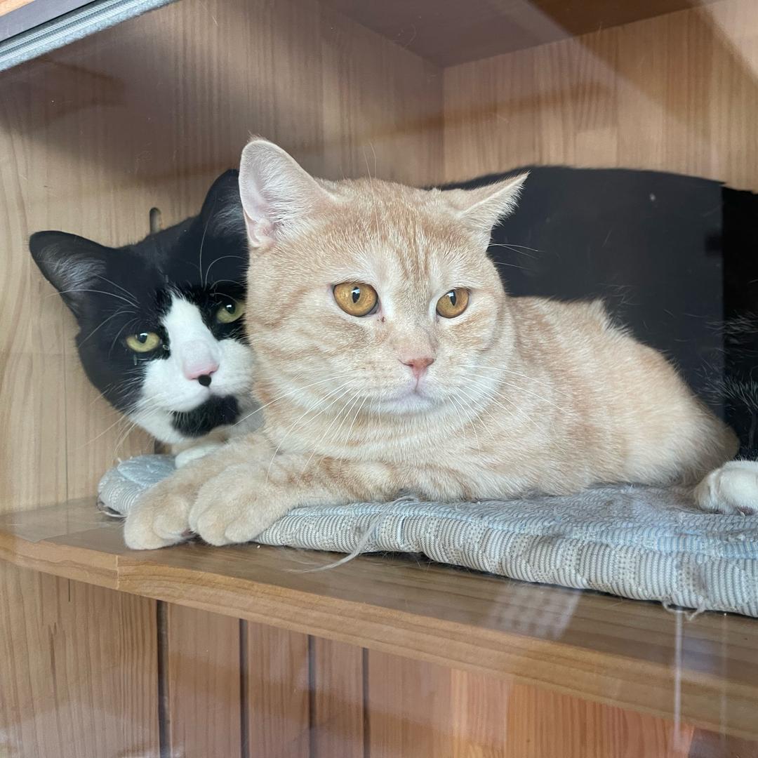 我吃完饭必须马上躺着