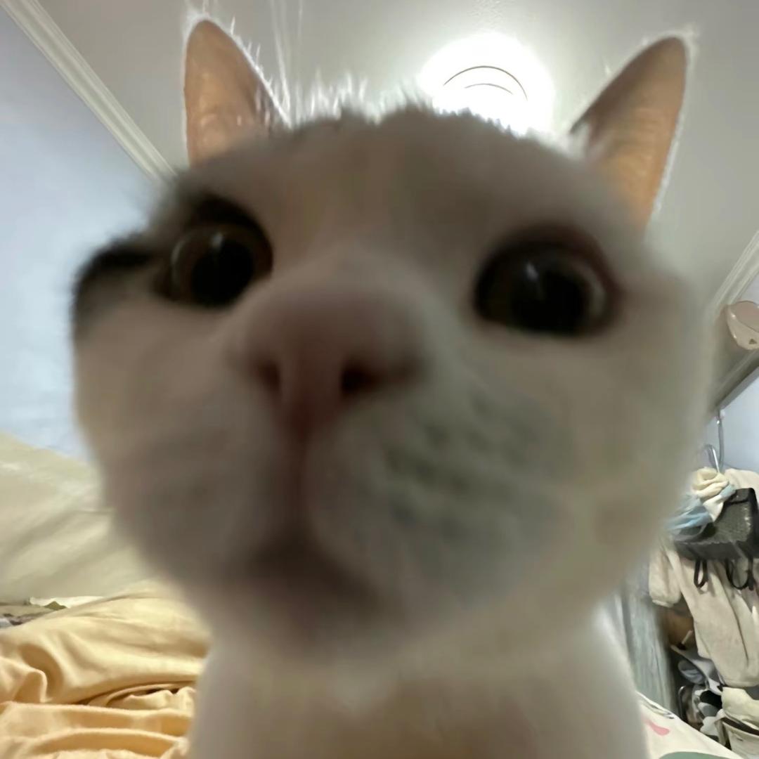 小蛋