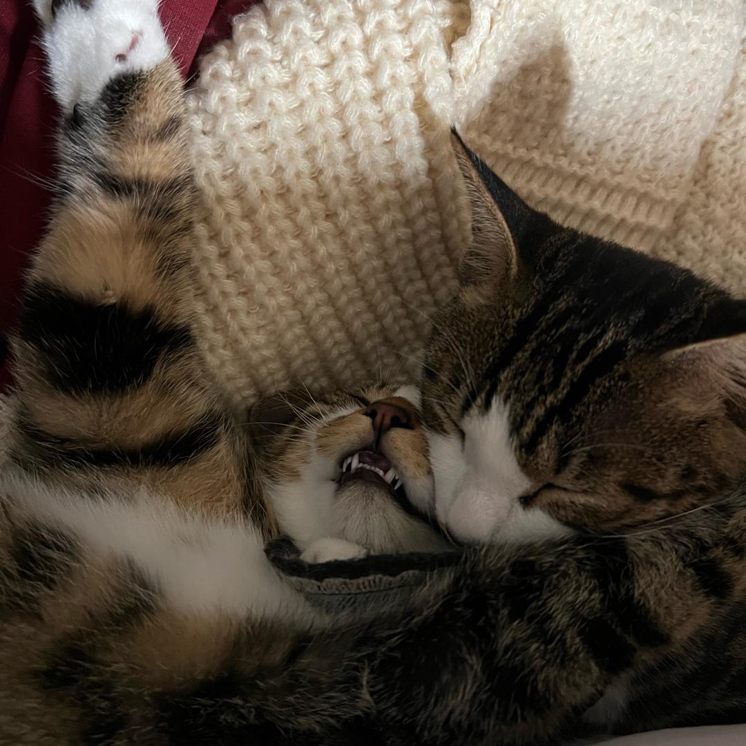 开心小马爱赶海