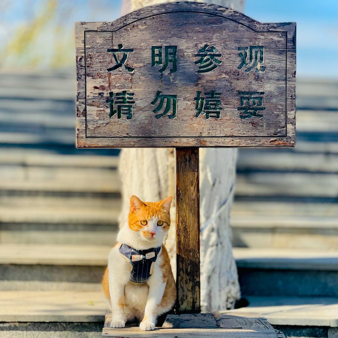🌈招大财🐱