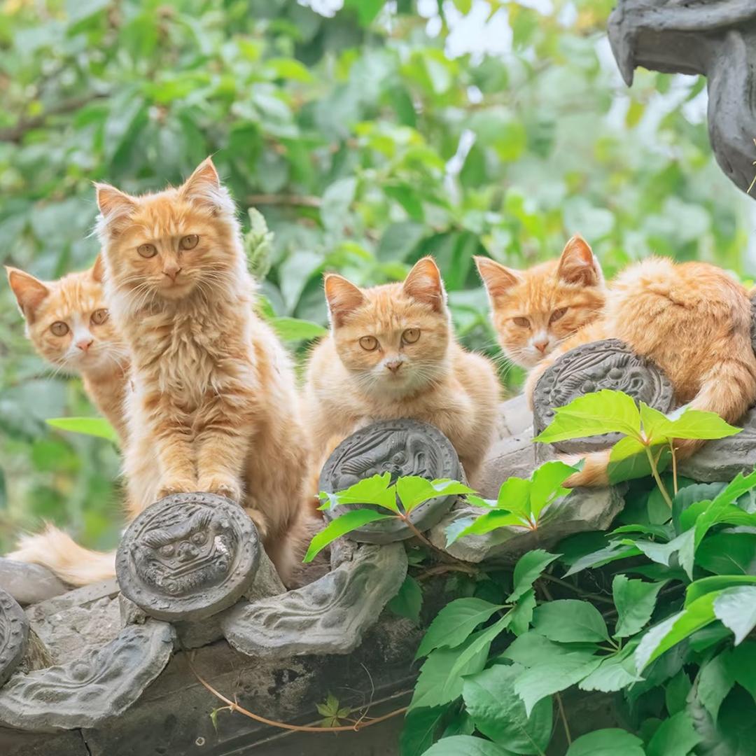 🐱