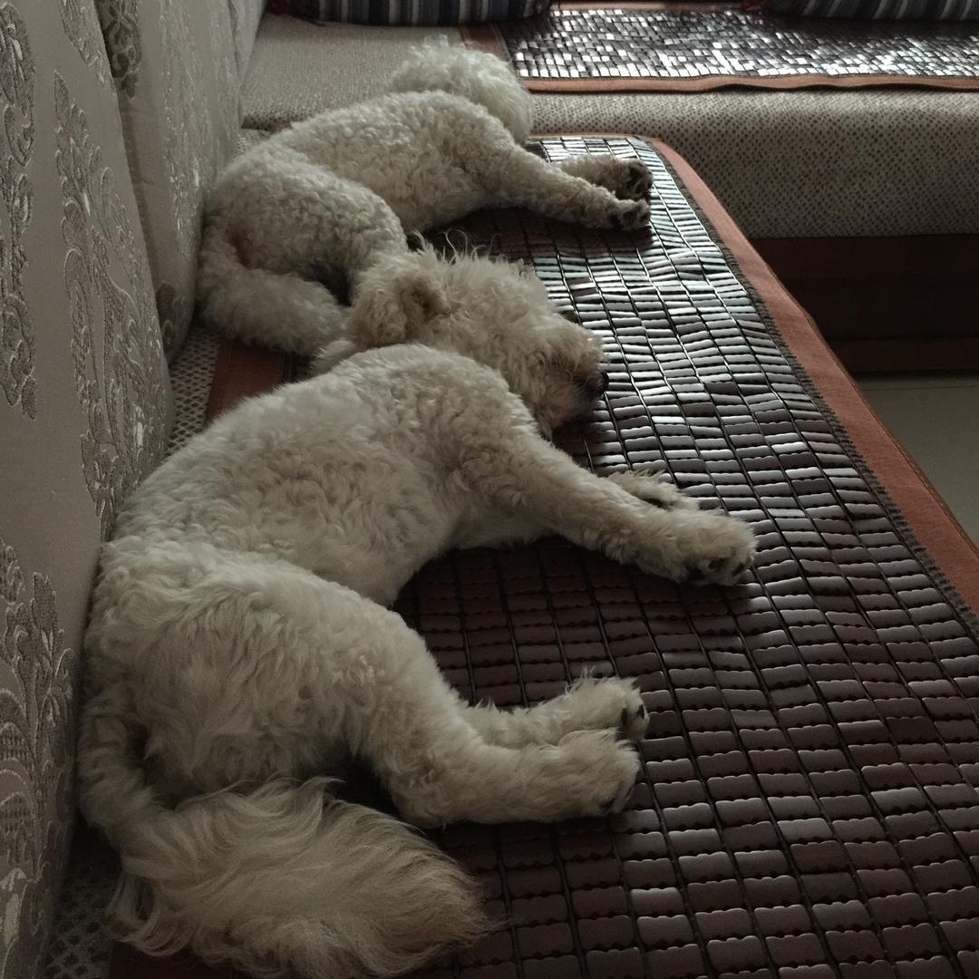 豆豆和叨乐