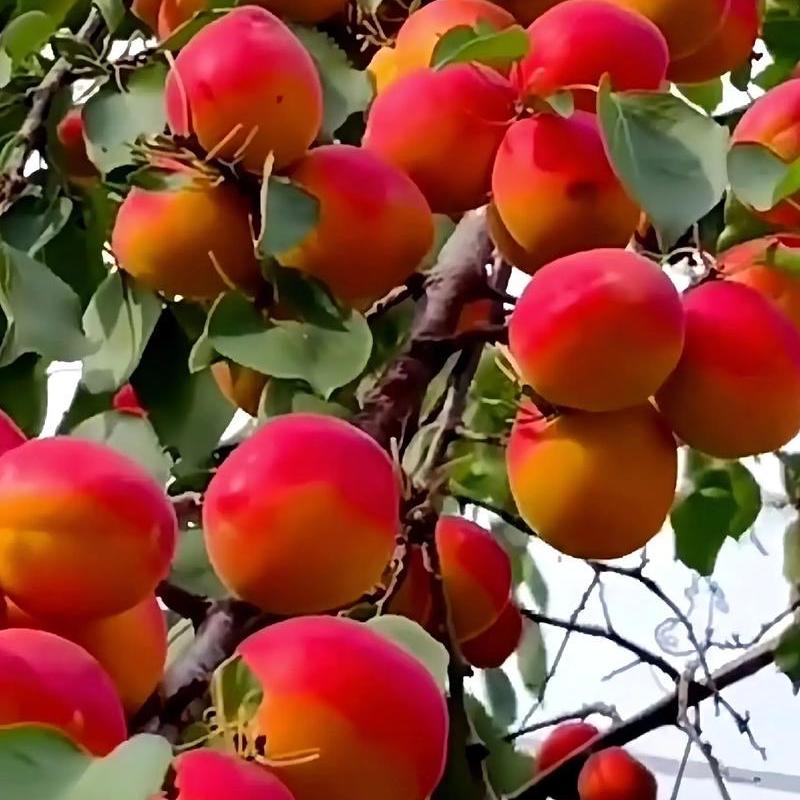 赛美味