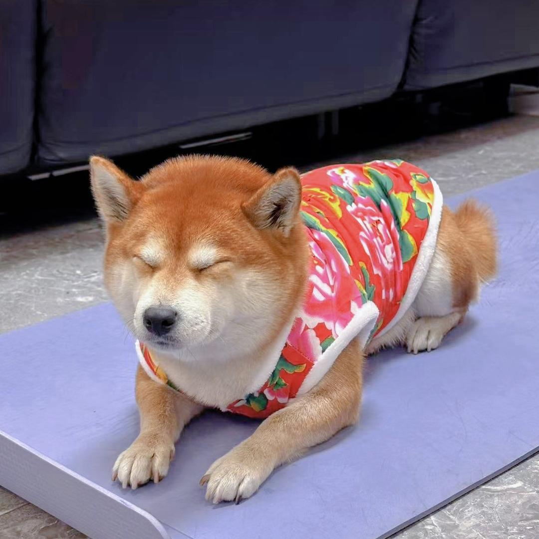 鲁班是豆柴吖