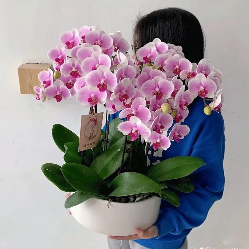 心怡艺术陶瓷盆