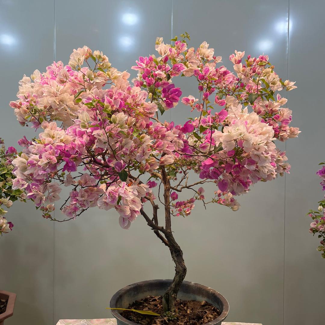 庭院景观三角梅