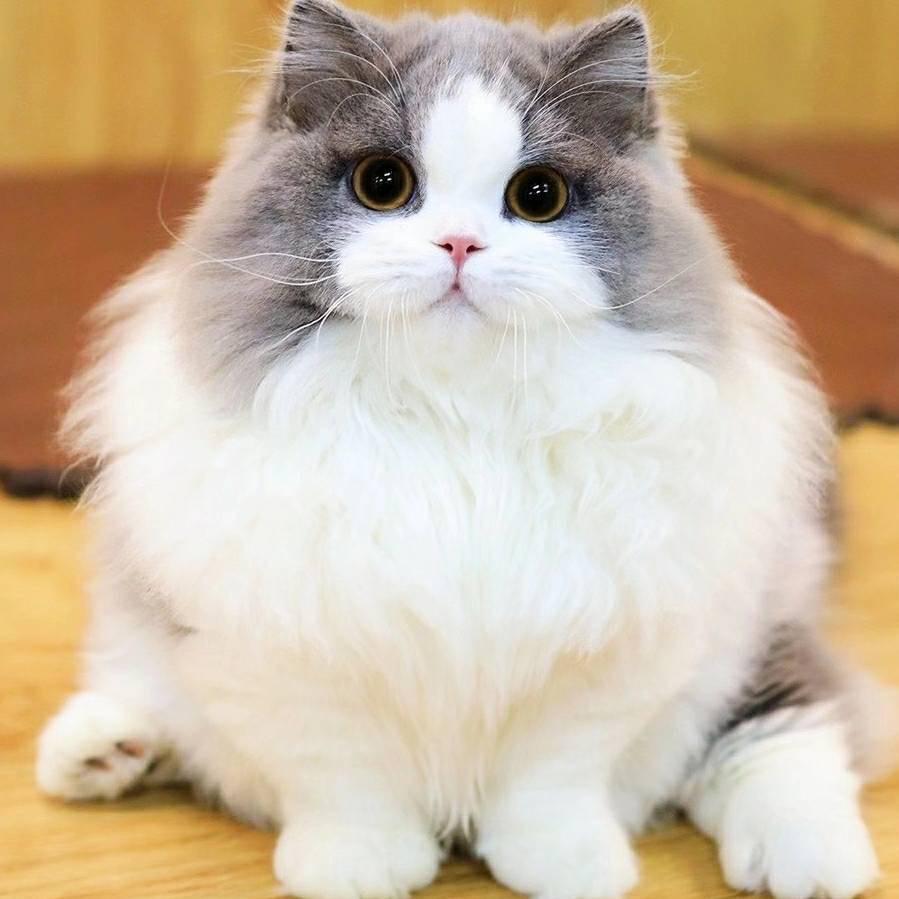 咕噜猫舍（mai猫找我支持客户接猫验猫）