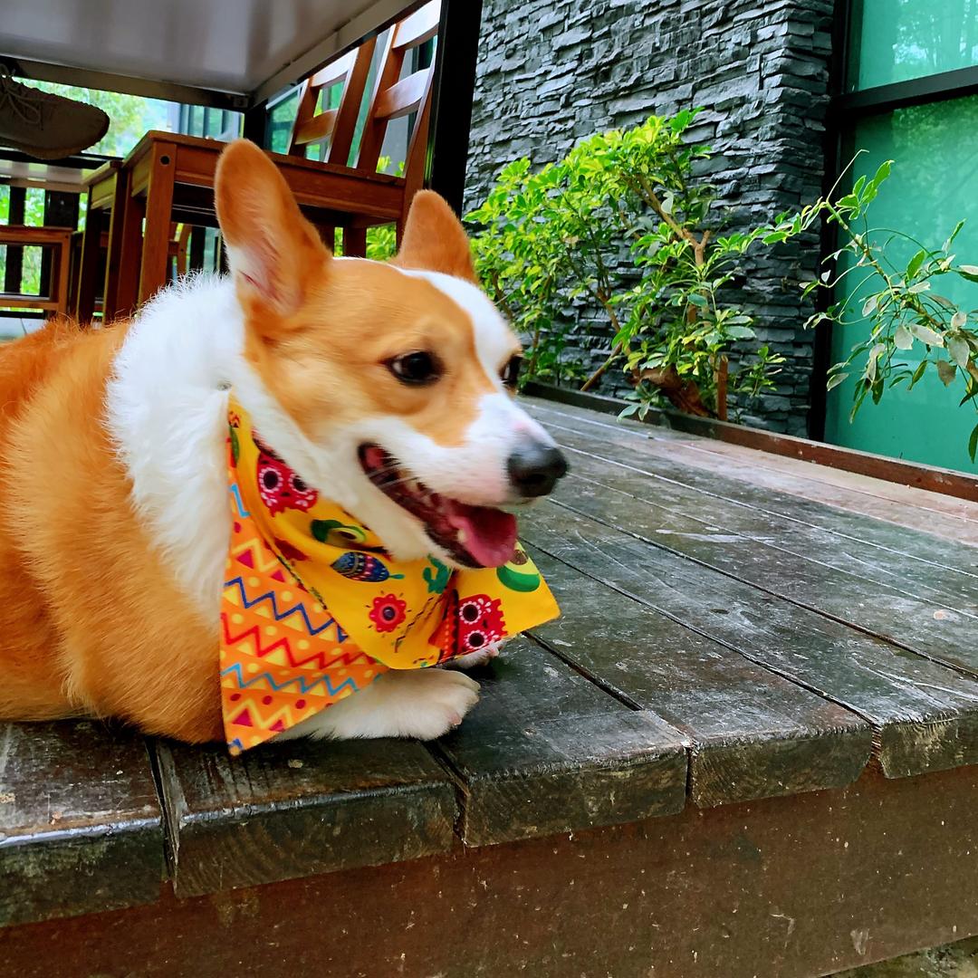 有隻學豬叫的柯基犬嘟比