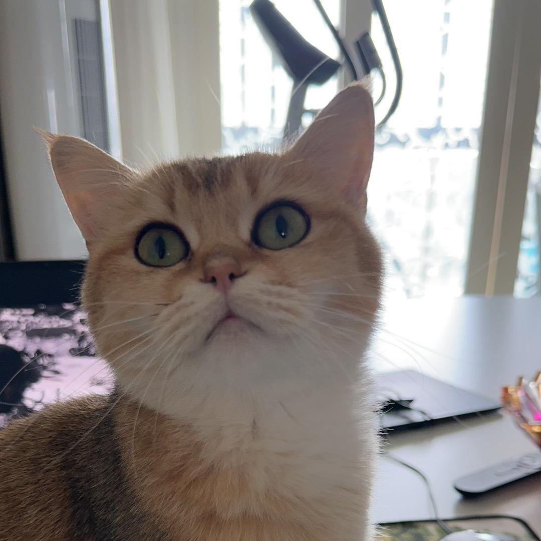 猫咪守护者ooo