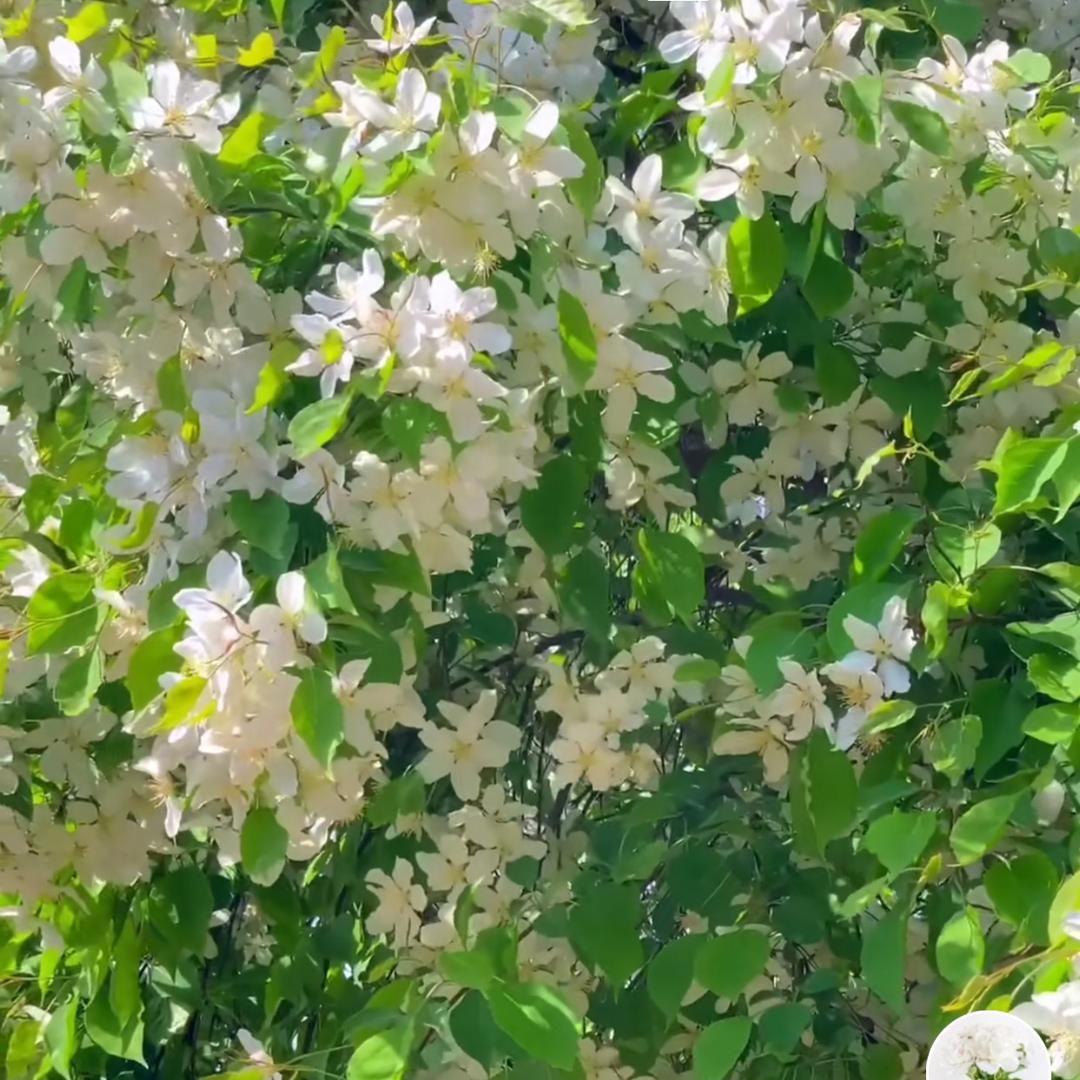 那年☘️花开