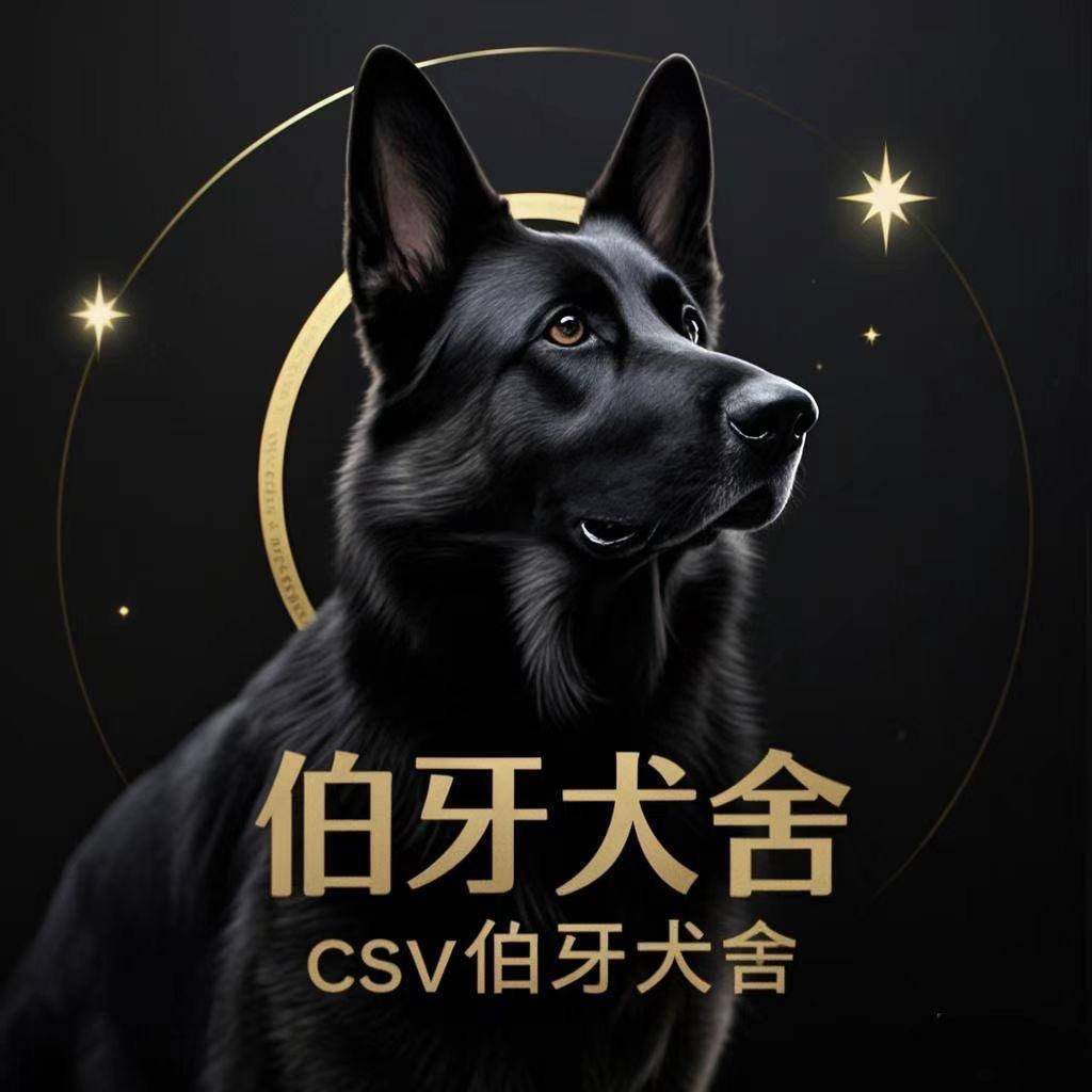 河北伯牙犬业—圆圆