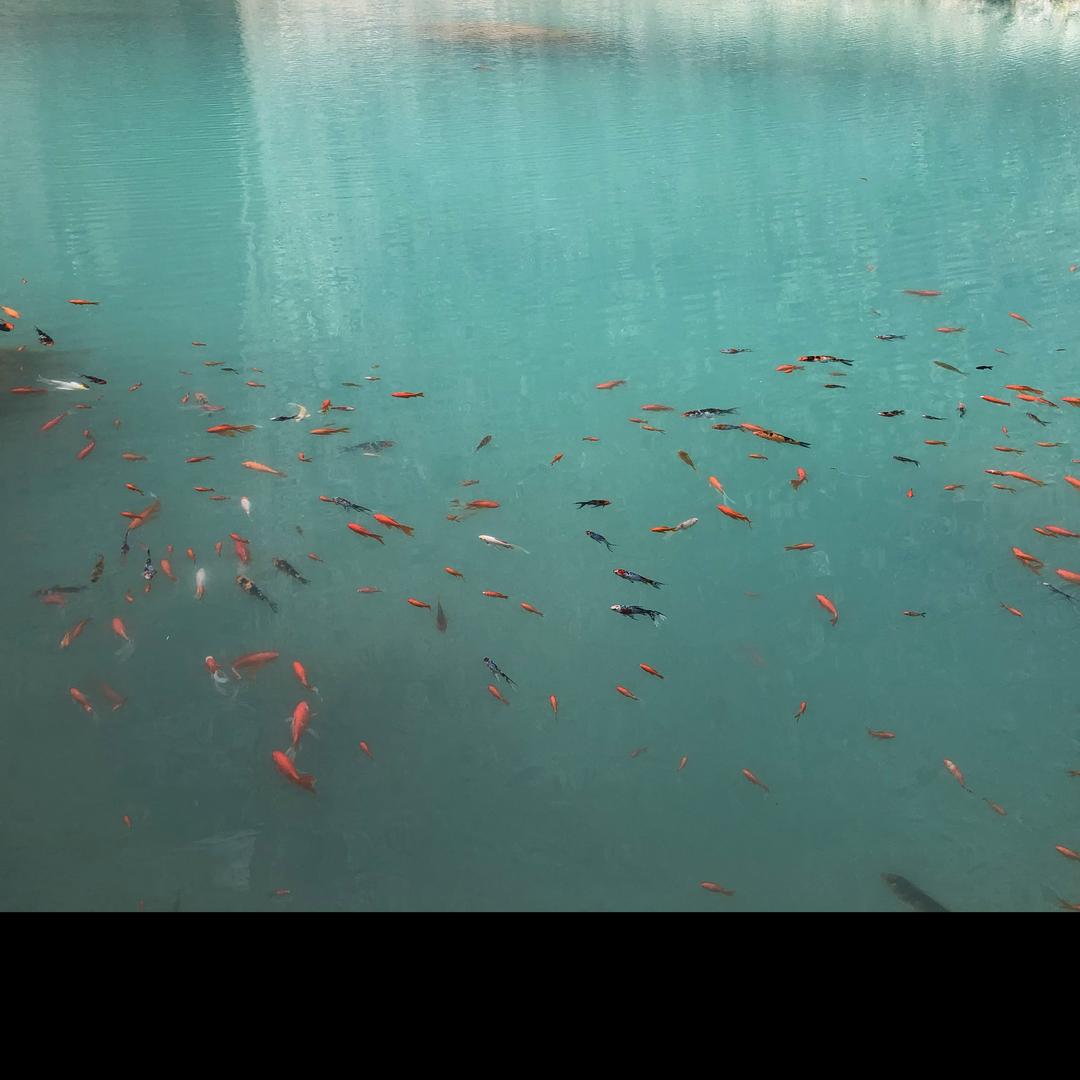 宝豆