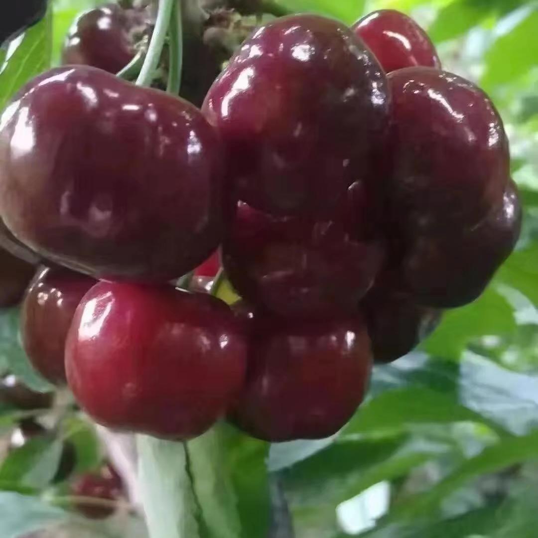 秦家擀面皮