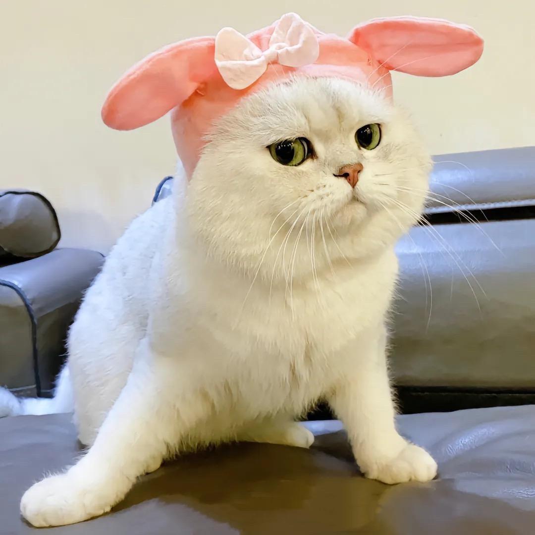 喵犟