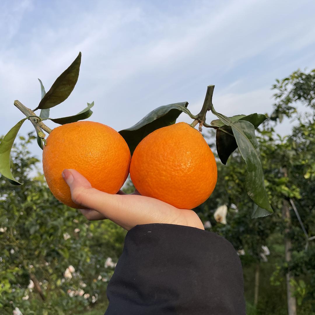 橙心诚意~爱媛果冻橙丨绿波春浪