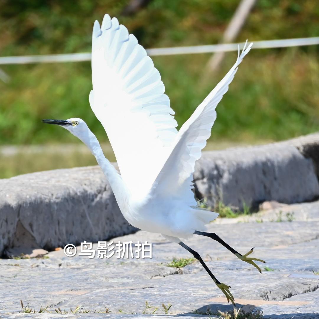 鸟影抓拍