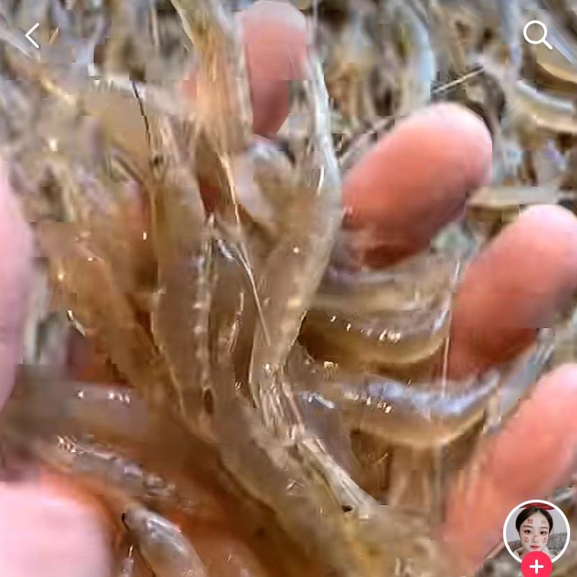 抓虾小能手