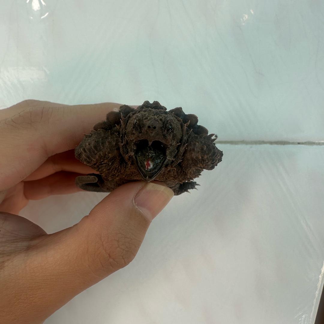 小小阿斌