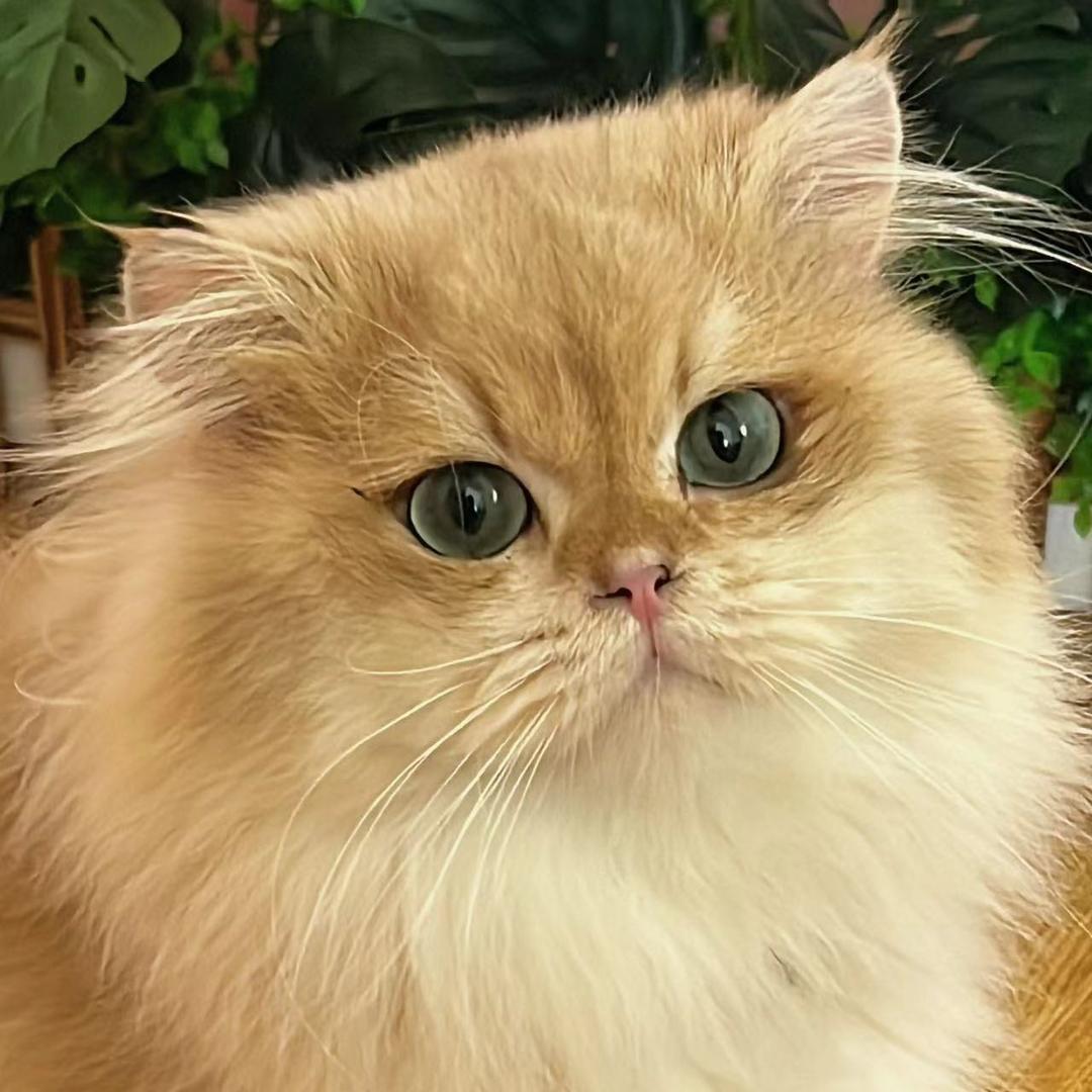 威海-喜猫-喜狗