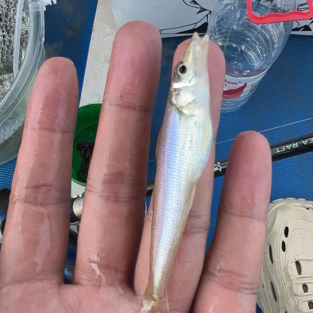 钓到好多🐟