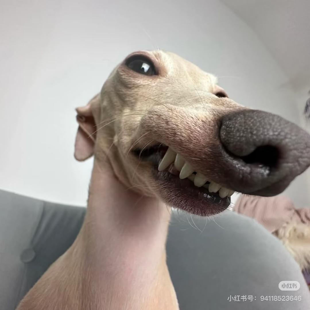 郁离（小号版）