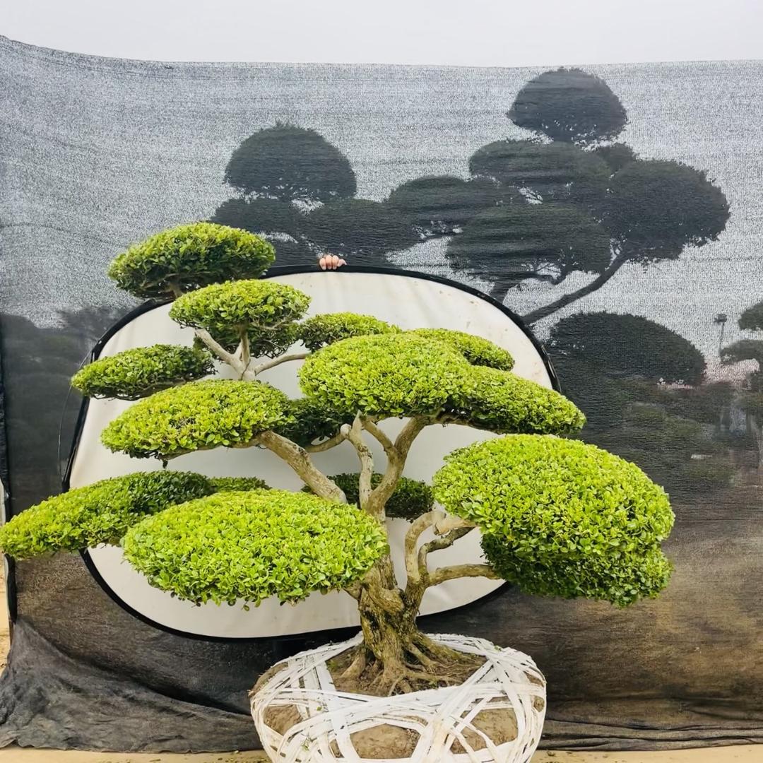 天狼黄杨造型基地