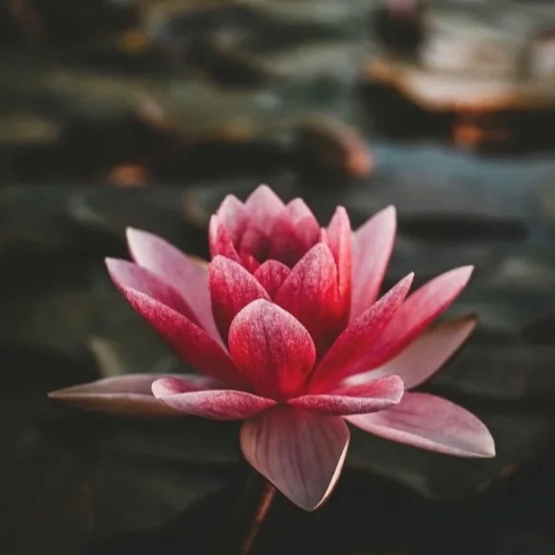 清悠雨雾