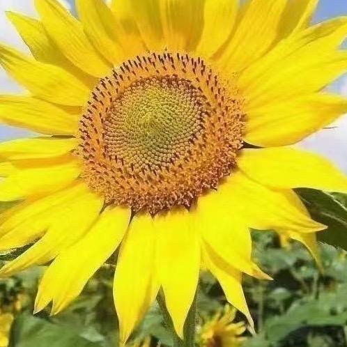 太阳