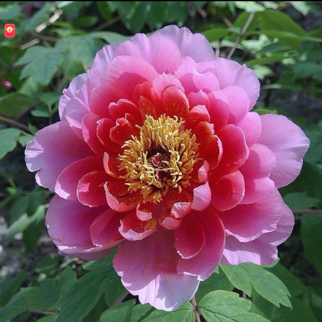 天若有情原创