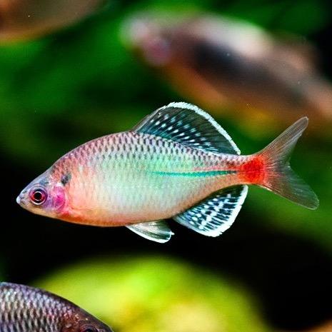 爱水族的飞哥