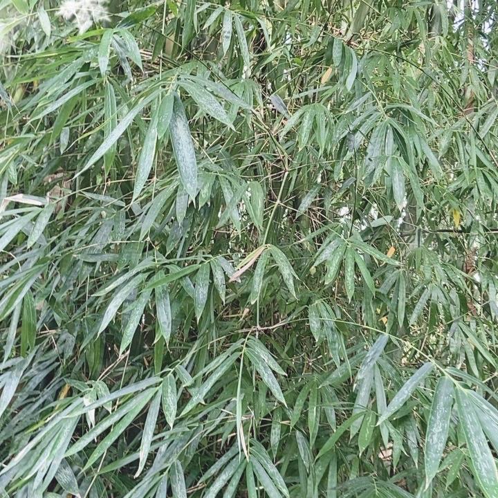 霄渝商贸